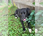 Small #3 Labrador Retriever Mix