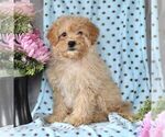 Small Photo #5 Cavapoo Puppy For Sale in RISING SUN, MD, USA