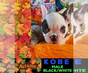 French Bulldog Puppy for sale in HEATHROW, FL, USA