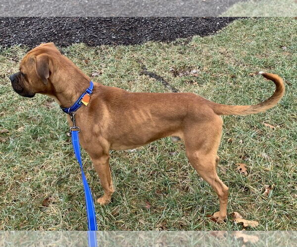 Medium Photo #14 Boxer Puppy For Sale in Burnsville, MN, USA