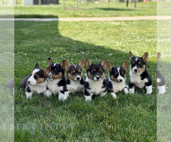 Medium Photo #2 Pembroke Welsh Corgi Puppy For Sale in PARADISE, PA, USA