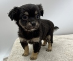 Small Photo #3 Chorkie Puppy For Sale in SAINT AUGUSTINE, FL, USA