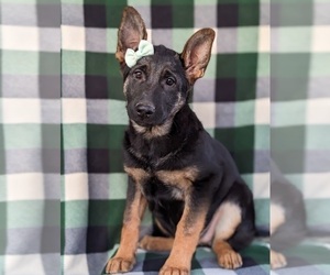 German Shepherd Dog Puppy for sale in OXFORD, PA, USA