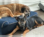 Small #1 Anatolian Shepherd Mix