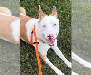 Mutt Dogs for adoption in Matawan, NJ, USA