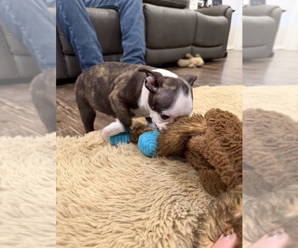 Medium Photo #2 Boston Terrier Puppy For Sale in FREDONIA, KS, USA