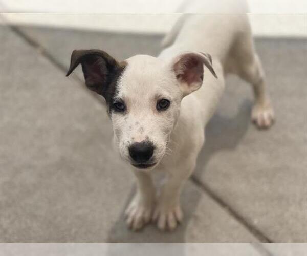 Medium Photo #1 Labrador Retriever Puppy For Sale in Tulsa, OK, USA