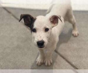 Labrador Retriever Dogs for adoption in Tulsa, OK, USA