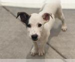 Small Labrador Retriever