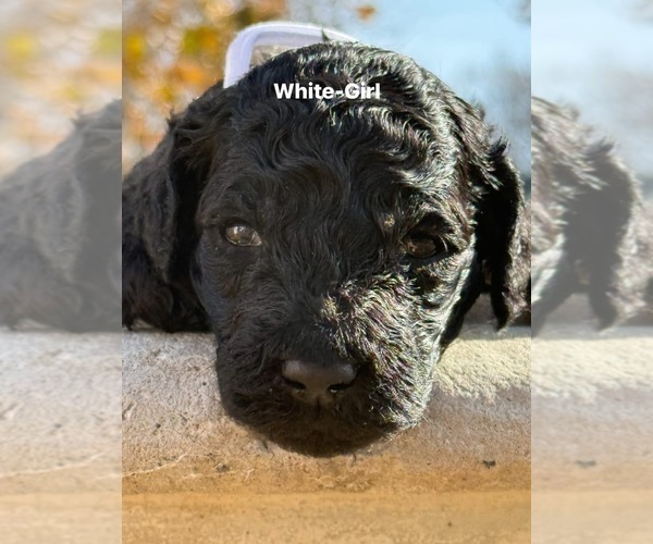 Medium Photo #1 Goldendoodle Puppy For Sale in BLUE RAPIDS, KS, USA
