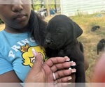 Small #22 Cane Corso-Rottweiler Mix