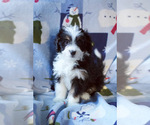 Small Photo #1 Bernedoodle (Miniature) Puppy For Sale in MILWAUKEE, WI, USA