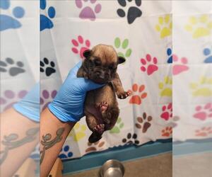 German Shepherd Dog Dogs for adoption in Houston, TX, USA