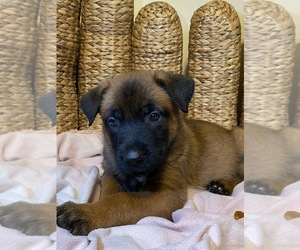 Belgian Malinois Puppy for sale in SALISBURY, NC, USA