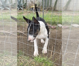Bull Terrier Puppy for sale in LONG BEACH, CA, USA
