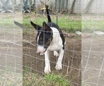 Small Bull Terrier