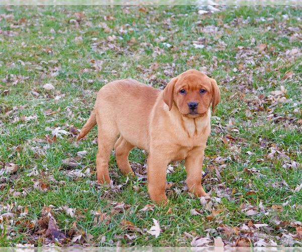 Medium Photo #3 Labrador Retriever Puppy For Sale in SYRACUSE, IN, USA