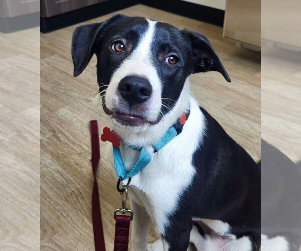 Medium Photo #13 Border Collie-Unknown Mix Puppy For Sale in Mount Laurel, NJ, USA