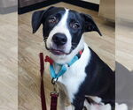 Small #12 Border Collie Mix