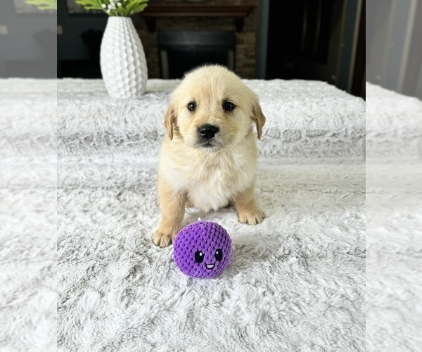 Medium Photo #5 Golden Retriever Puppy For Sale in GREENFIELD, IN, USA