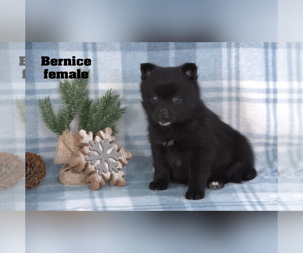 Medium Photo #13 Alaskan Klee Kai-Pomsky Mix Puppy For Sale in CLARE, MI, USA