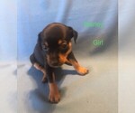 Small Photo #5 Miniature Pinscher Puppy For Sale in EWING, VA, USA