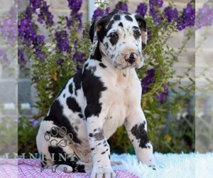 Great Dane Puppy for sale in LEBANON, PA, USA