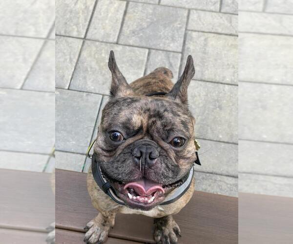 Medium Photo #2 French Bulldog Puppy For Sale in METHUEN, MA, USA