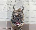 Small #1 French Bulldog