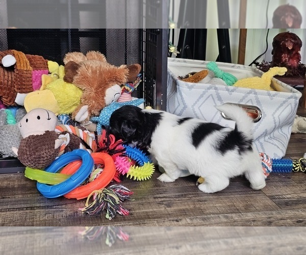 Medium Photo #7 Zuchon Puppy For Sale in LEXINGTON, OH, USA