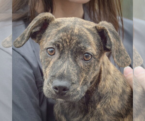 Medium Photo #6 Labrador Retriever-Unknown Mix Puppy For Sale in Huntley, IL, USA