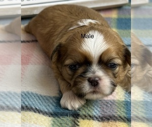 Shih Tzu Puppy for sale in SILEX, MO, USA