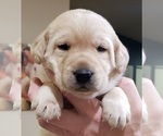 Small #12 Labrador Retriever