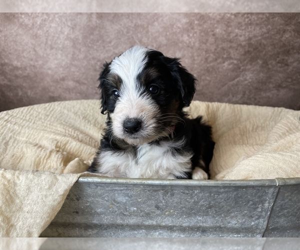 Medium Photo #9 Aussiedoodle Puppy For Sale in CONCORD, NC, USA