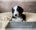 Small Photo #9 Aussiedoodle Puppy For Sale in CONCORD, NC, USA