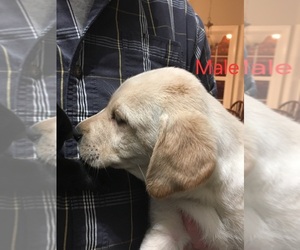 Labrador Retriever Puppy for sale in MINT HILL, NC, USA