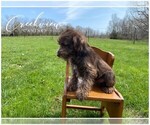 Small Photo #9 Schnauzer (Miniature) Puppy For Sale in NIANGUA, MO, USA