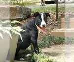 Small #2 Mutt