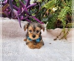 Image preview for Ad Listing. Nickname: Blue