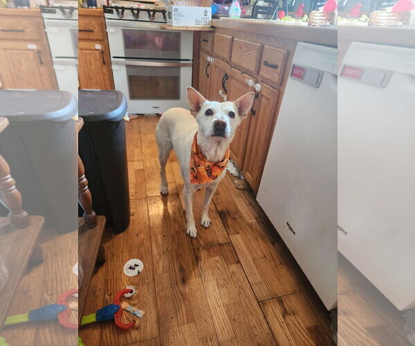 Medium Photo #2 German Shepherd Dog-Unknown Mix Puppy For Sale in Farmington, MN, USA