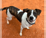 Small #6 American Bulldog Mix