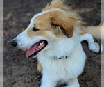 Small #1 Collie Mix
