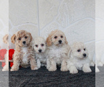 Small Photo #2 Poochon Puppy For Sale in GORDONVILLE, PA, USA