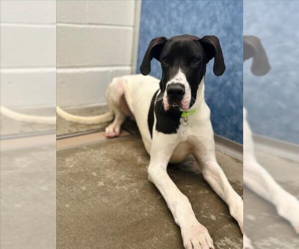 Medium Photo #1 Great Dane Puppy For Sale in Fort Collins, CO, USA