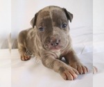 Small Photo #15 American Bully Puppy For Sale in PALMDALE, CA, USA