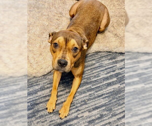 Medium Photo #2 Chinese Shar-Pei-Rottweiler Mix Puppy For Sale in Derwood, MD, USA