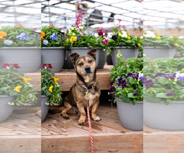 Medium Photo #7 Mutt Puppy For Sale in St. Louis Park, MN, USA