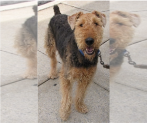 Airedale Terrier Puppy for sale in YANKTON, SD, USA
