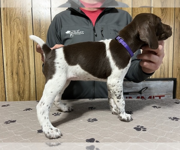 Medium Photo #2 German Shorthaired Pointer Puppy For Sale in LEWELLEN, NE, USA