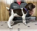 Small #1 German Shorthaired Pointer